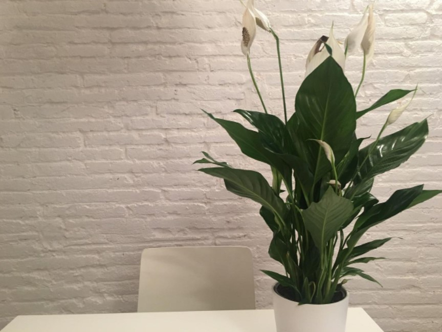 10 Indoor Table Plants for Home and Office to Liven Up Your Space